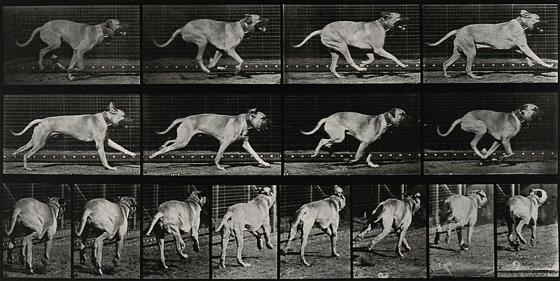 Dog Running (1887) постер