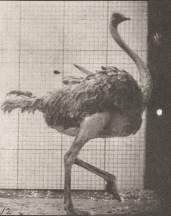 Ostrich Walking (1887) постер